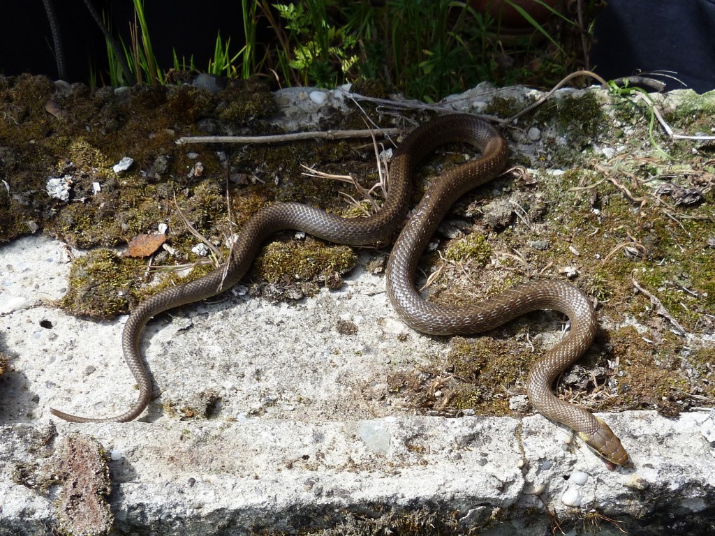 Mladá užovka stromová ( Zamenis longissimus ).