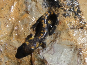Salamandra škvrnitá ( Salamadra salamandra bejarae ), čerstvo metamorfované mláďa, 06.05.2024.