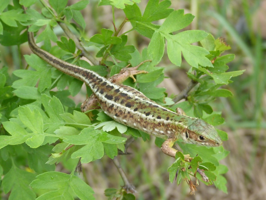 Samička jašterice zelenej ( Lacerta viridis ) z okolia mesta Paks.