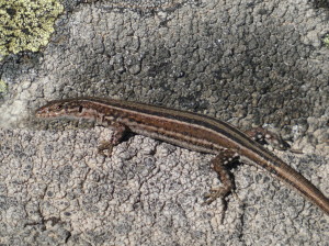 Jašterica Podarcis guadarramae, samička, Nava de Francia, 06.05.2024.