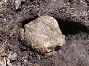 Ropucha Bufo spinosus cestou na Pico del Robledo, 07.05.2024. 