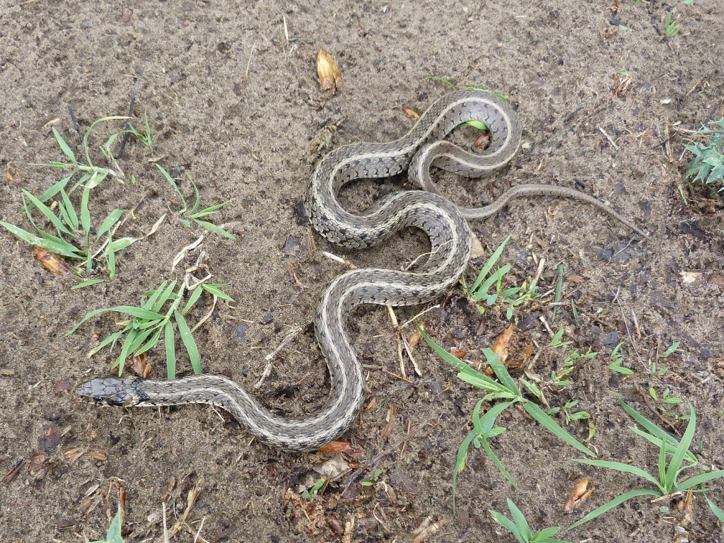 Dve farebné varianty užovky obojkovej ( Natrix natrix ). Táto z lokality Tápiószentmárton.