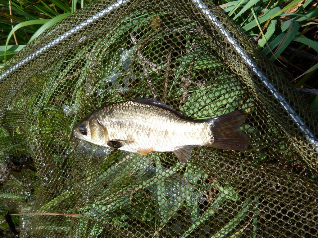 V Kerektói árok som chytil karasy zlatisté ( Carassius carassius )