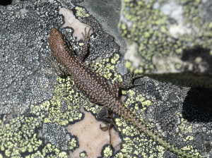 Iberolacerta martinezricai, mláďa, Pico del Robledo, 07.05.2024.    