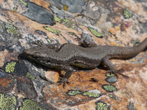 Iberolacerta martinezricai, samička, kláštor Peňa de Francia, 07.05.2024.