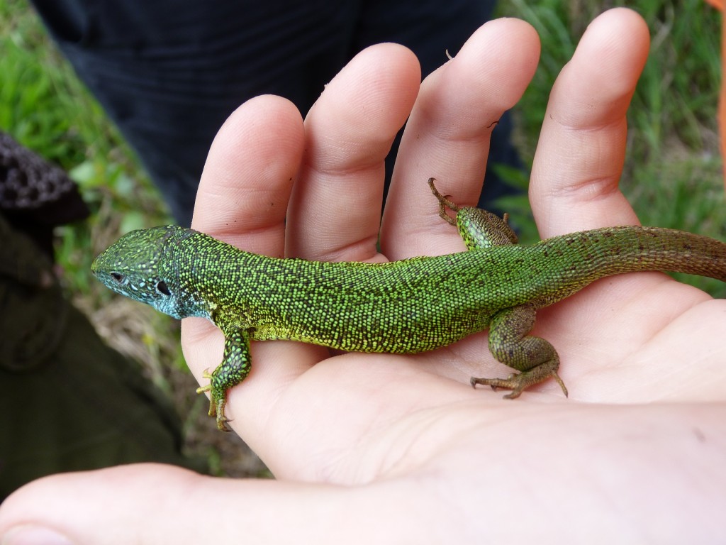 Samec jašterice zelenej ( Lacerta viridis ), lokalita Tápiószentmárton