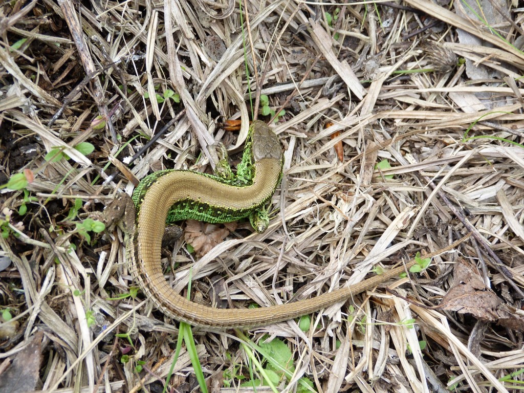 Jašterica krátkohlavá ( Lacerta agilis argus ), samec, lokalita Tápiószentmárton.