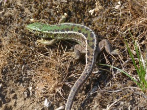 Samička jašterice zelenej ( Lacerta viridis ) Szada.