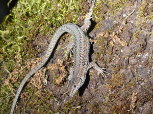 Jašterica Podarcis guadarramae, samec, Cuevas del Cerro del Aguilla, 08.05.2024. 