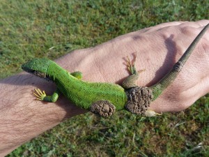 Parazitmi napadnuté jašterice zelené ( Lacerta viridis ), samička i samec žili v jednej nore pod smetím.