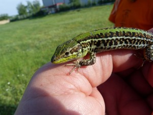 Samec jašterice trávnej (Podarcis tauricus), Szada.