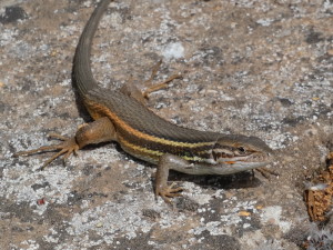 Jašterica krikľavá ( Psammodromus algirus ), samička, 09.05.2024.