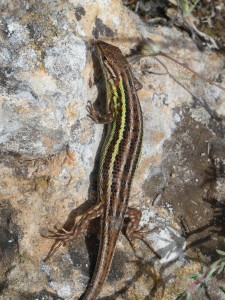 Psammodromus hispanicus, Villahermosa, 09.05.2024.