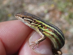 Psammodromus hispanicus, Villahermosa, 09.05.2024.