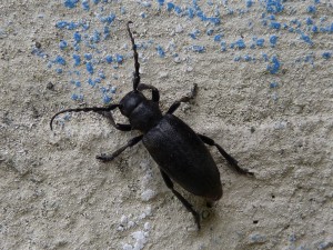 Chrobák Dorcadion aethiops, párili sa vo veľkom množstve v tieni mostu nad potokom Derék patak.