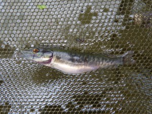 Šťuka severná ( Esox lucius ). 