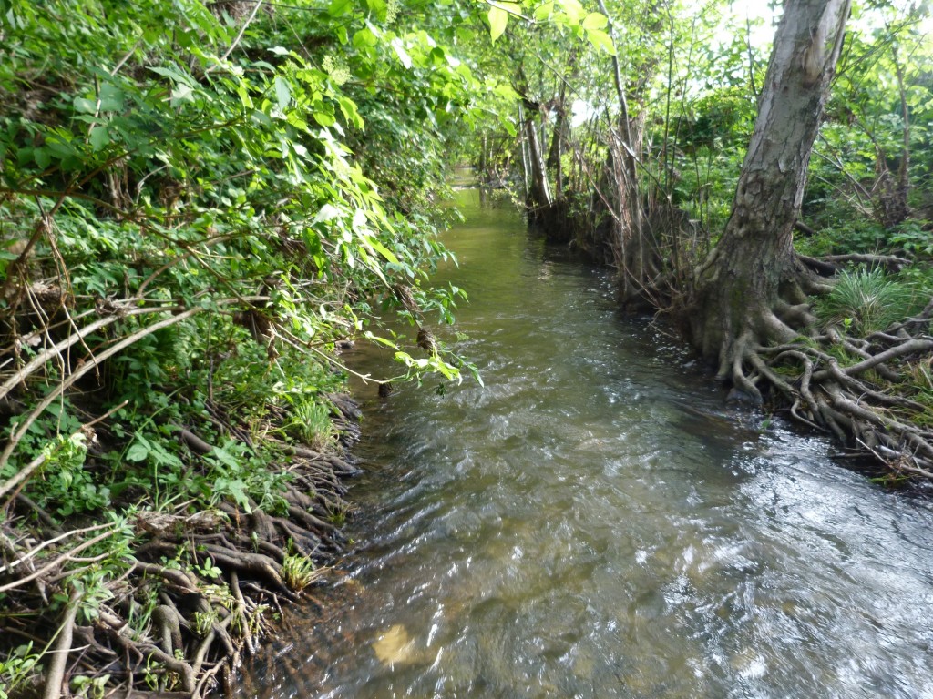 Potok Olvár nezvykle plný vody.