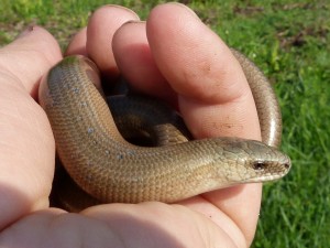 Slepúch lámavý ( Anguis fragilis colchicus ), portrét, Ip. Uľany