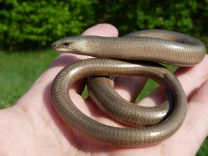 Slepúch lámavý ( Anguis fragilis colchicus ), Ipeľské Uľany. 