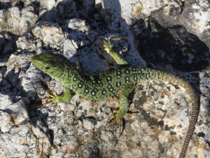 Jašterica perlová ( Timon lepidus ), mláďa, La Mesta, 10.05.2024.