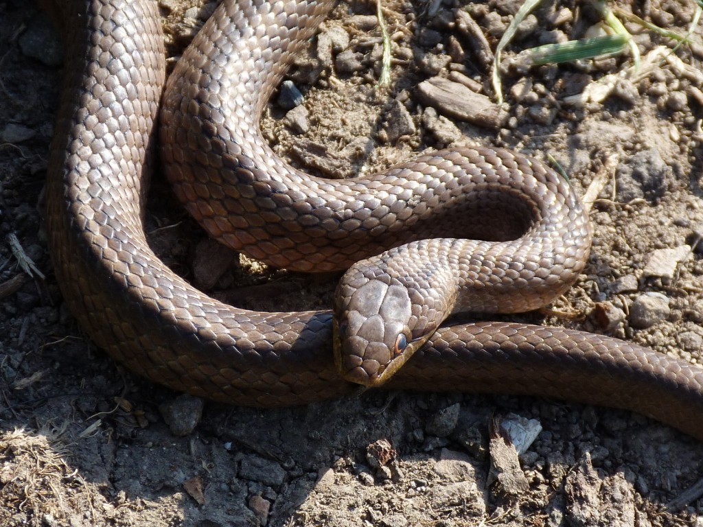 Užovka hladká ( Coronella austriaca ).