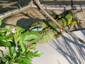 Párik mohutných jašteríc zelených ( Lacerta viridis ), dole samička, Ip. Uľany.