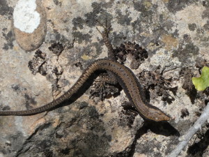 Algyroides marchi, 10.05.2024.