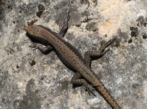 Algyroides marchi, fotografovaný u cesty, 10.05.2024.