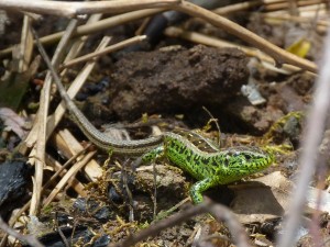 Obrázky jašteríc krátkohlavých ( Lacerta agilis argus ), samci, Zatín.