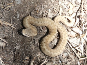 Tá istá vretenica Vipera aspis aspis, 12.05.2024.