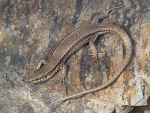 Jašterica múrová ( Podarcis muralis brongniardii ), samička, vpravo samec, cesta na Turó de l´Home, 12.05.2024. 