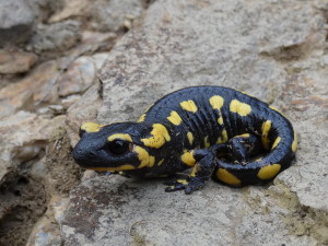 Salamandra škvrnitá ( Salamandra salamandra europaea ), 12.05.2024. 