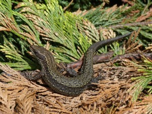 Jediný vyfotografovaný samec ( Zootoca vivipara ), Zatín.