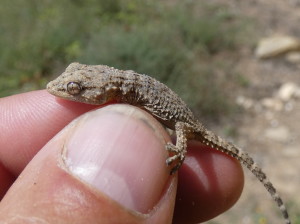 Gekón múrový (Tarentola mauritanica), Ribelles, 13.05.24.    