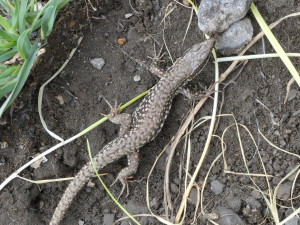 Jašterica múrová ( Podarcis muralis brongniardii ), samec, Aneto, 13.05.2024.