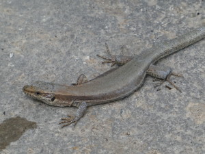 Jašterica múrová ( Podarcis muralis brongniardii ), samička, Francúzsko, 14.05.2024.