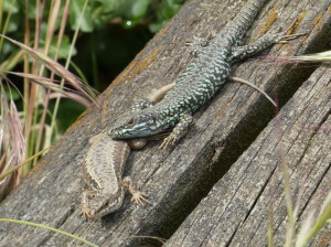 Jašterice múrové, ( Podarcis muralis brongniardii ), pár, Francúzsko, 14.05.2024.