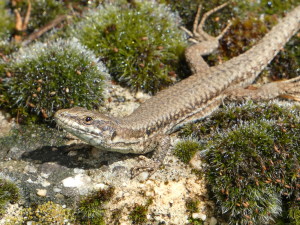 Jašterica múrová (Podarcis muralis brongniardii), Francúzsko, 15.05.2024.