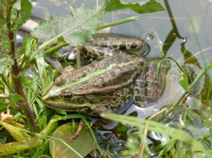 Mohutný skokan rapotavý ( Pelophylax ridibundus ), Dobrogostiv.