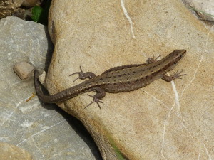 Jašterica živorodá ( Zootoca vivipara ), samička.