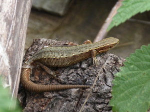 Jašterica živorodá ( Zootoca vivipara ), samička.