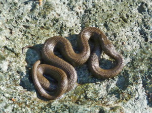 Užovka fŕkaná Natrix tessellata.				