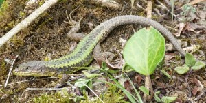 Jašterica Darevskia rudis bischoffi, samec.