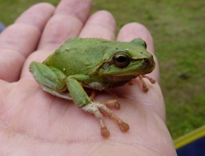 Rosnička zelená Hyla arborea schelkownikowi.