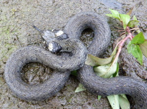 Užovka obojková - Natrix natrix megalocephala.