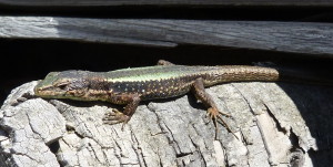 Jašterica Darevskia caucasica, samec.