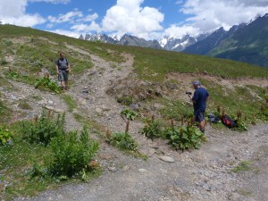 Lokalita jašteríc Darevskia caucasica, severne Mestia, 2000 m.n.m. 