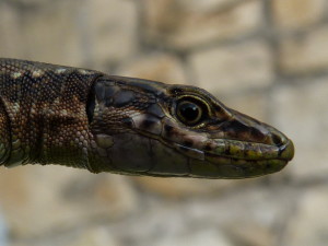 Detail hlavy samičky Darevskia mixta s veľkými štítkami pred ušným otvorom.