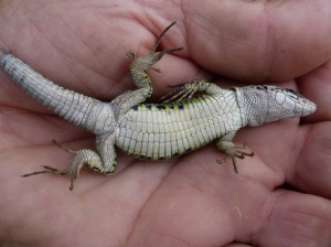 Jašterica Darevskia valentini lantzcyreni, samec. 