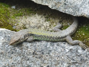 Jašterice Darevskia rudis rudis, samec, Sümela. 